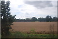 Wheat ripening near Marden