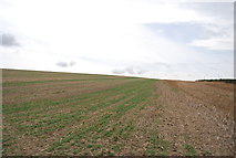 TQ8994 : Farmland, Beacon Hill by N Chadwick