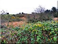 Carrickduff Townland