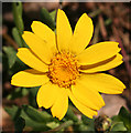 Oxford Ragwort (Senecio squalidus)?