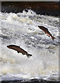 NT4427 : Jumping salmon at Murray's Cauld, Philiphaugh by Walter Baxter