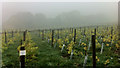 After the grape harvest Holmfirth vineyard