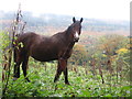 SK2994 : Horse on Storth Lane by Dave Pickersgill