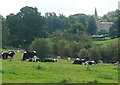 Cattle at Sherborne