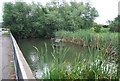 Pond in Canewdon