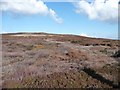 NZ6401 : Burnt heather on Howdale Hill by Christine Johnstone