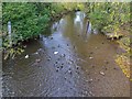 SP0957 : River Arrow from Gunning's Bridge with ducks by David P Howard