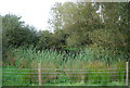 Pond by the footpath