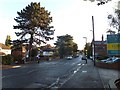 Mature trees and a pedestrian crossing on Burton Road