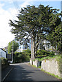 Monterey Cypress, top of Ferndale Road