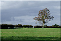 SJ6050 : Pasture near Ravensmoor, Cheshire by Roger  D Kidd
