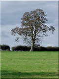 SJ6050 : Pasture and tree near Ravensmoor, Cheshire by Roger  D Kidd