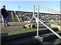 Stranded seal at Hartlepool