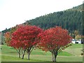 Autumnal scene from Pitlochry Golf Club