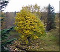 Ornamental tree, Threestoneburn House