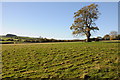 Tree and farmland