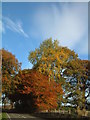 Autumn colour on the Palnackie road