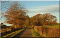 Autumn colour on the Clarebrand triangle