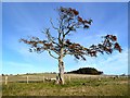 An old beech tree near Clarilawmuir