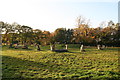 Eagle Moor: Neolithic Standing Stumps?