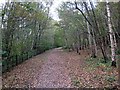 Autumn comes to New Lount nature reserve