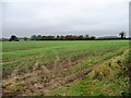 NZ2216 : Emerging crop alongside the road to Carlbury by Christine Johnstone