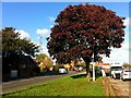 Bronze maple by the A38