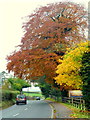 Autumn colour at Penyard House, 5