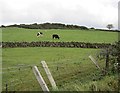 Cattle off Mullaghsandall Road