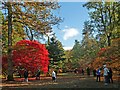 ST8590 : Admiring the Autumn Colours at Westonbirt Arboretum by Robin Drayton