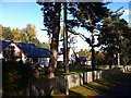 Houses in the trees