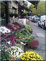 Flowers on the pavement, Dulwich Village