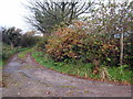 Public footpath near Draynes