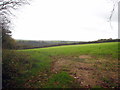 Field between West Draynes and Higher Trenant