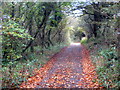 Track leading to Penkestle Moor