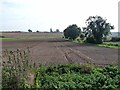 Ploughed field off Newcot Lane