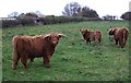 Highland cattle grazing