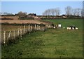 Field boundaries above Coxe