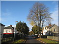 Hornsby Crescent in autumn