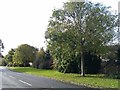 Landscaping alongside Peak Lane