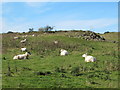 NY9070 : Rough pastures and disused quarry near Walwick by Mike Quinn