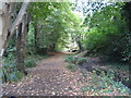 Glade clearing pathway in Speckled Wood