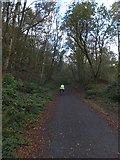SX4970 : Drake's Trail in Sticklepath Wood by David Smith