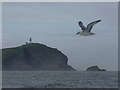 NA7246 : Flannan Isles: a gull flies past by Chris Downer