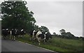 SD1183 : Cows on the A595 by N Chadwick