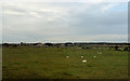 SH5724 : Fields at Ynys Gwrtheyrn by John Firth