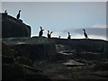 NA7246 : Flannan Isles: shags on the rocks by Chris Downer