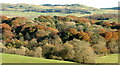 Autumn trees south of Corsock