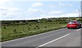 Rough grazing and forest west of the Upper Springfield Road