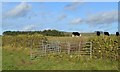 Pastures above Bridge End Farm